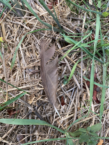 Plume de Merle noir
