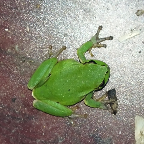 Eastern Tree Frog