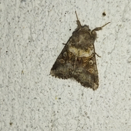 Cleoceris scoriacea