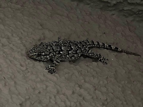 Moorish Gecko, Rue Aloyse Ludovissy, Weiler-la-Tour, Luxembourg, LU, photo 10 of 10