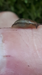 Arion fasciatus