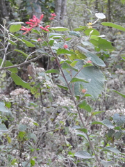 Cestrum fasciculatum