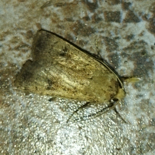 Crescent Dart