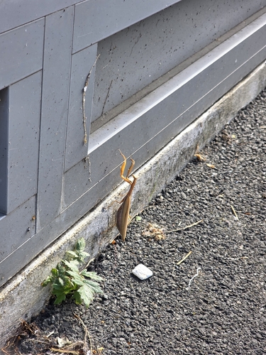 European Mantis