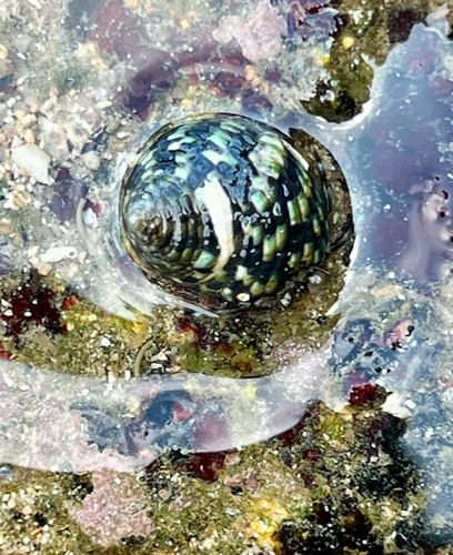 Monodonta labio observed 2026-09-27