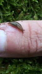 Arion fasciatus