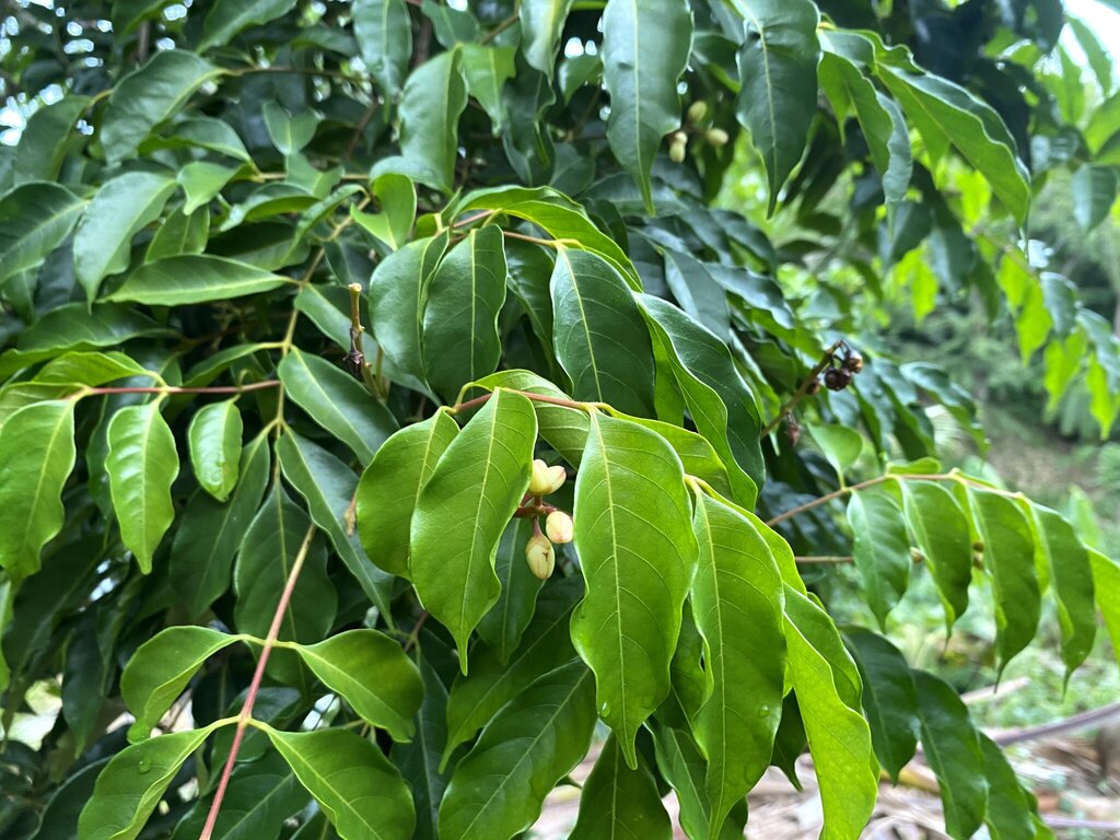 Canarium euryphyllum