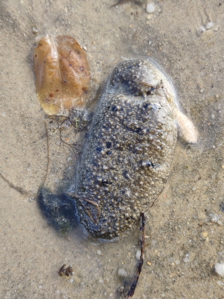 Golden Sandfish