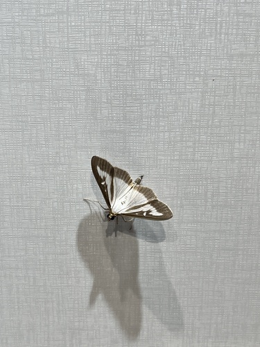Box Tree Moth