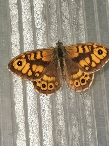 Wall Brown