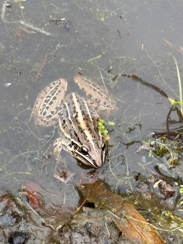 Dumeril's Striped Frog