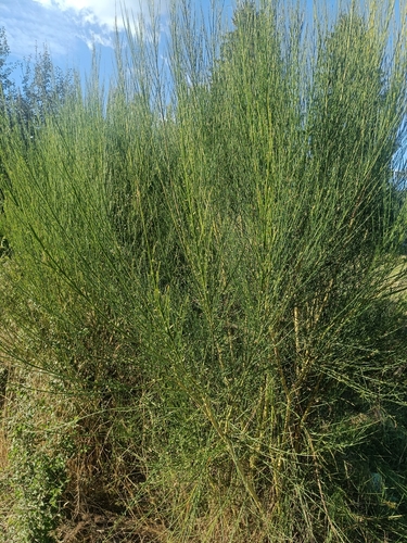 Scotch Broom