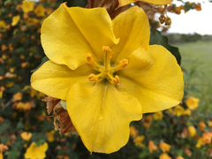 Fremontodendron californicum napense