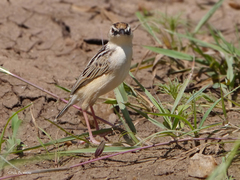 Cisticola brunnescens