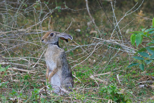 Indian Hare