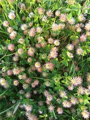 Trifolium isthmocarpum