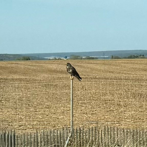 Common Buzzard