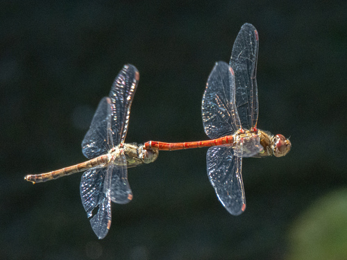 Common Darter