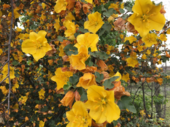 Fremontodendron californicum napense