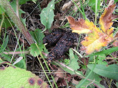 Nyctereutes procyonoides