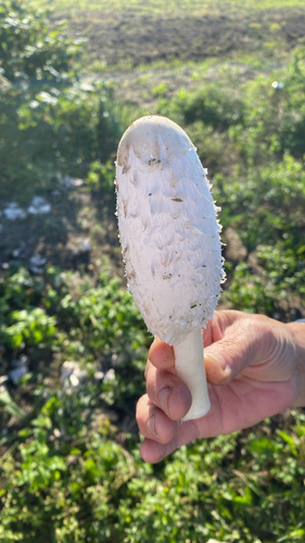 Shaggy Mane