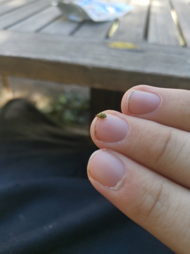22-spot Ladybird