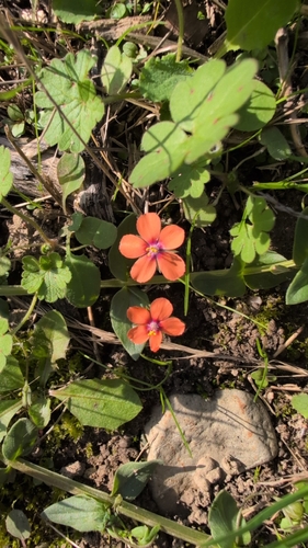 scarlet pimpernel