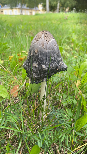 Shaggy Mane