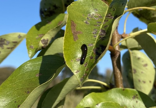 Cherry Slug Sawfly