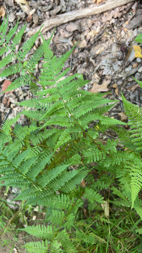 southern lady fern