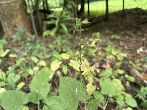 Sticky Sage