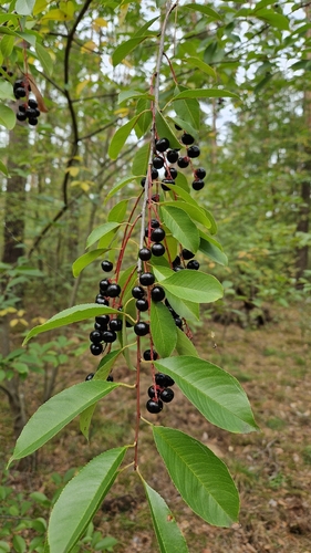 black cherry