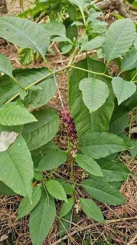 American pokeweed