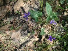 Viola triloba