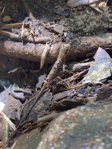 Leaf-nosed Lizard