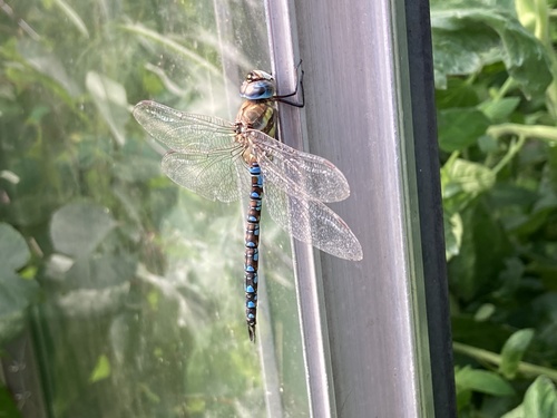 Migrant Hawker