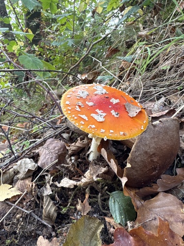 Fly Agaric