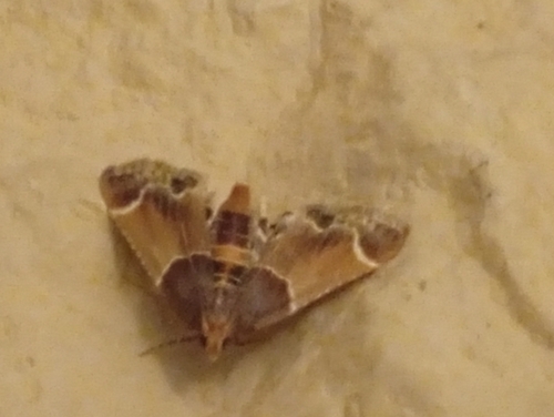 Meal moth