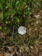 Evolvulus sericeus