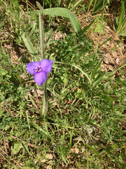 Tradescantia ohiensis