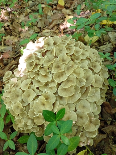 umbrella polypore