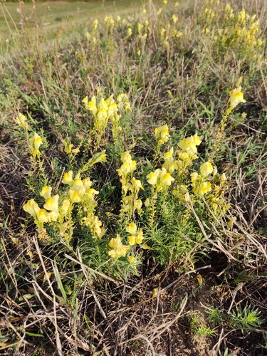 common toadflax