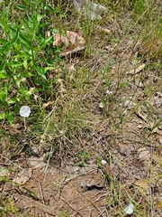 Evolvulus sericeus