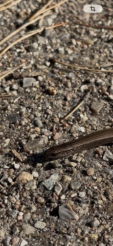 Common Slowworm