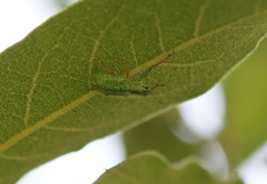 Hadromeropsis scintillans