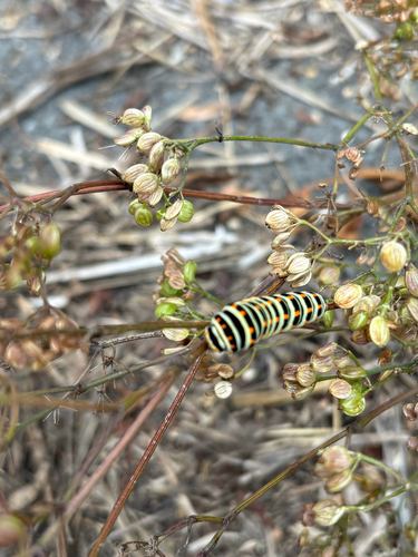 Old World Swallowtail
