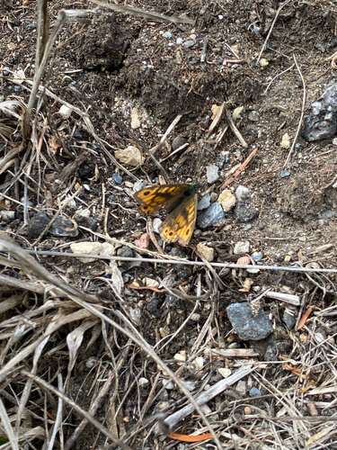 Wall Brown
