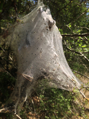 Malacosoma americana