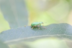 Hadromeropsis scintillans