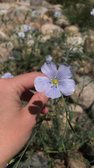 Linum pratense